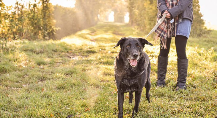 Tails & Trails: Top Dog-Friendly Parks in the US