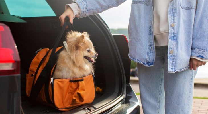 Covered in Comfort: Finding the Perfect Dog Car Seat Cover for Your Pup